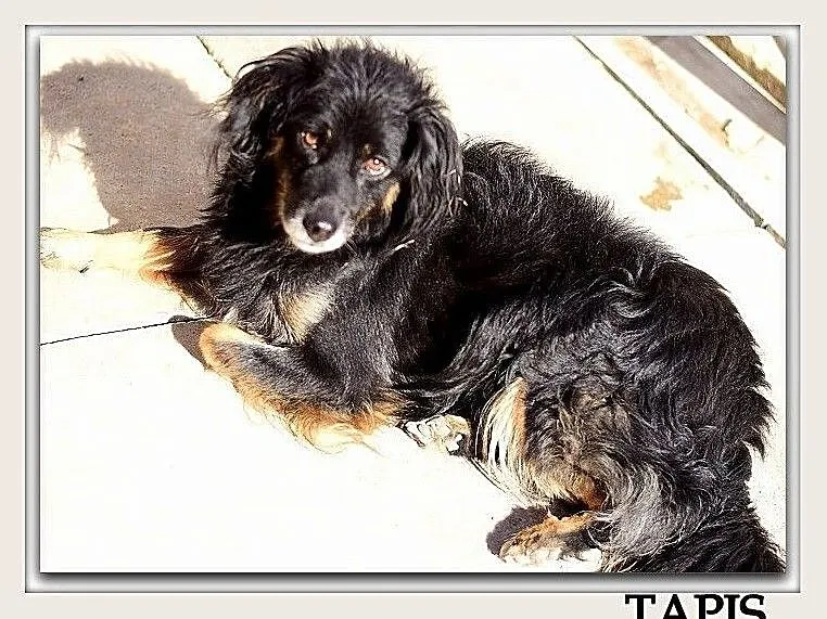 Średni,spokojny,grzeczny,bezproblemowy,łagodny psiak TAPIŚ.Adopcja., Mazowieckie, Warszawa