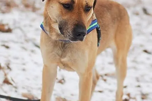 Prymus do adopcji ,  Kundelki cała Polska