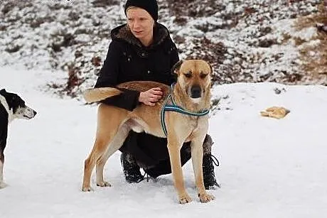 Prymus do adopcji ,  Kundelki cała Polska