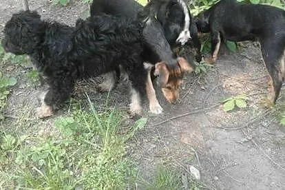Alarm ! 5 szczeniaczków traci dom,  Kundelki cała 