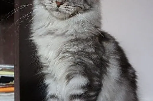 Piękna dorosła koteczka Maine Coon,  Koty maine co
