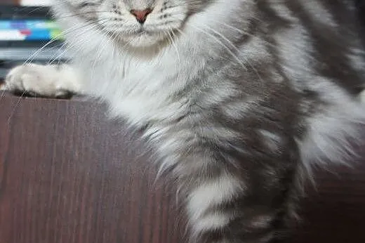 Piękna dorosła koteczka Maine Coon,  Koty maine co