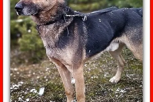 Owczarek niem.mix,6 lat,przyjazny,kontaktowy,zaszczepiony pies HUZAR.Adopcja.,  śląskie Katowice, Śląskie, Katowice