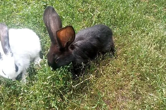 Sprzedam dwie samice z młodymi, Wielkopolskie, Wilczyn