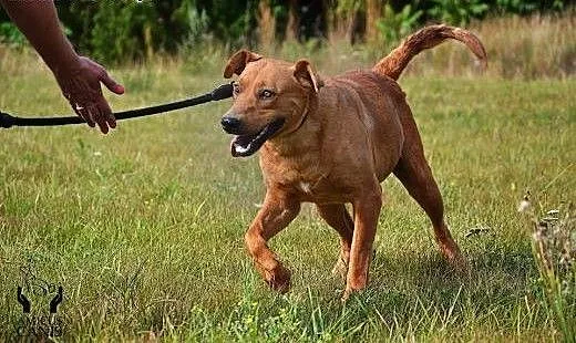 Rudy - potęrzny psiak szuka domu do pilnowania !,
