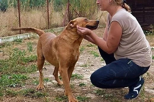 Rudy - potęrzny psiak szuka domu do pilnowania !, 