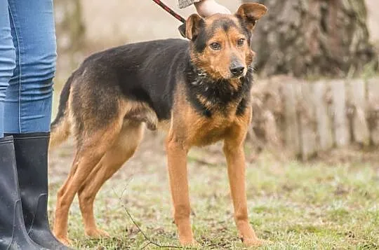 Poki, młody, opanowany psiak do pokochania!