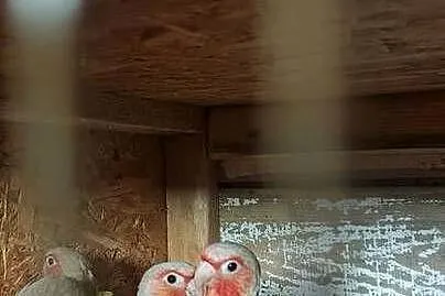 Rudosterki red sanczeki i red face pineple, Śląskie, Tychy