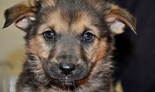 2,5 miesięczny ALI szuka domku !, mazowieckie War