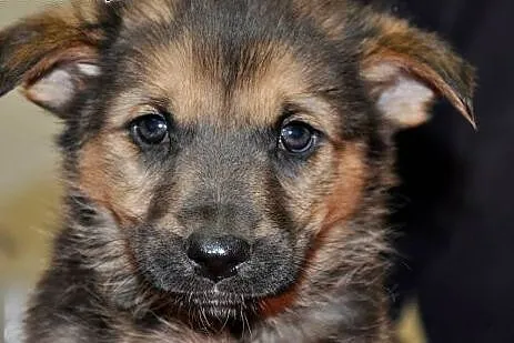 2,5 miesięczny ALI szuka domku !,  mazowieckie War