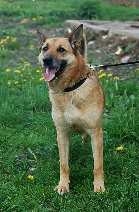 RUBI nie traci nadziei na adopcję, łódzkie Skiern