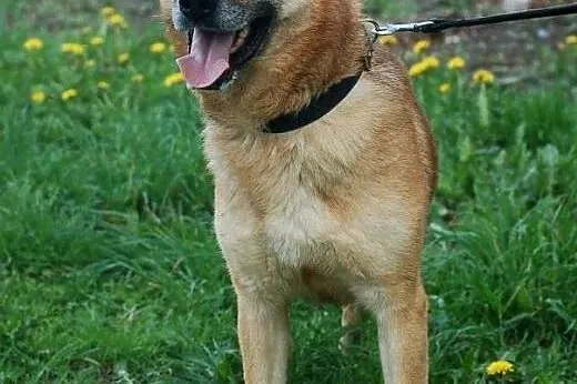 RUBI nie traci nadziei na adopcję,  łódzkie Skiern