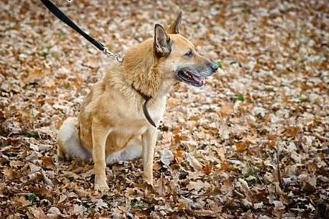 RUBI nie traci nadziei na adopcję,  łódzkie Skiern