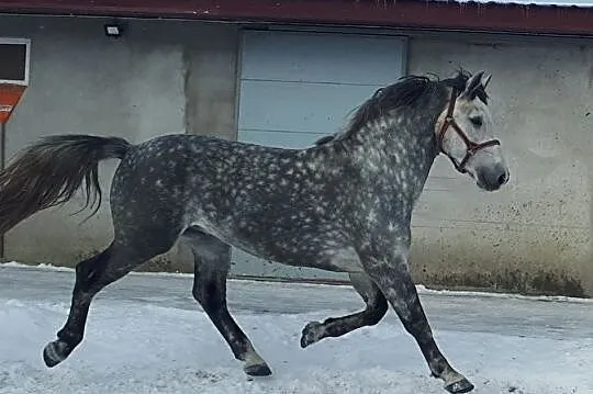 Wałach do współdzierżawy