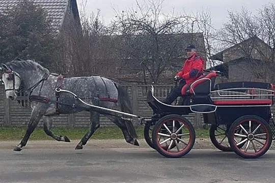 Wałach do współdzierżawy, Zachodniopomorskie, Szczecin