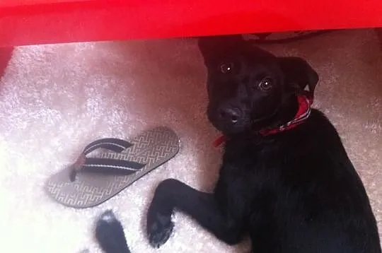 Romka - kochana 8 miesieczna suczka do adopcji !