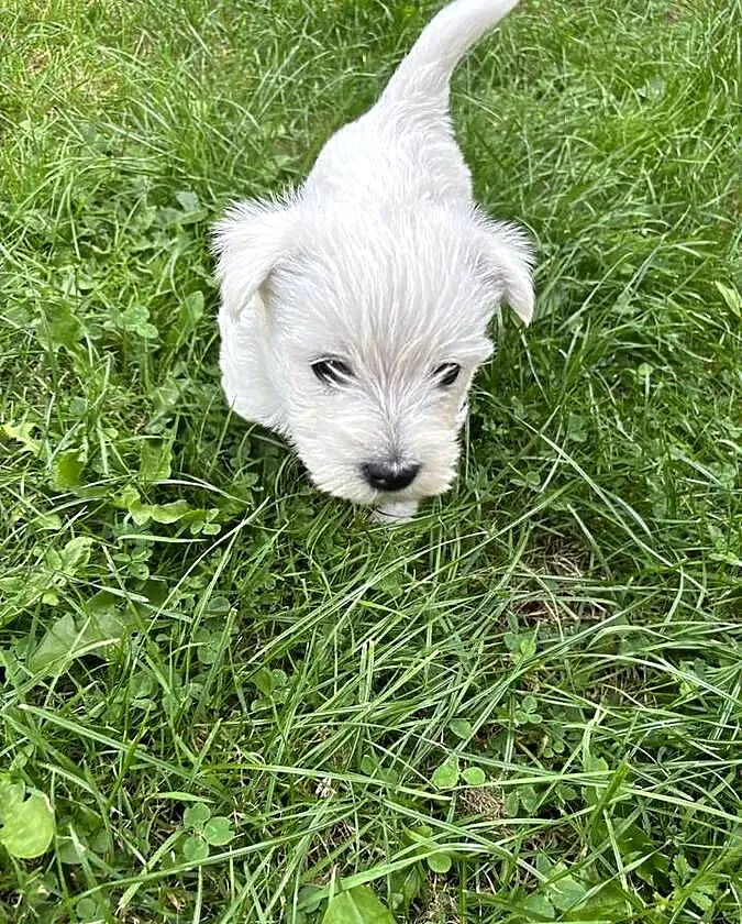 West highland White terrier, Śląskie, Wiesiółka