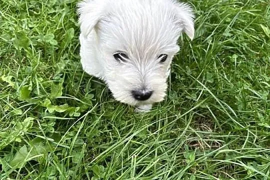 West highland White terrier, Śląskie, Wiesiółka