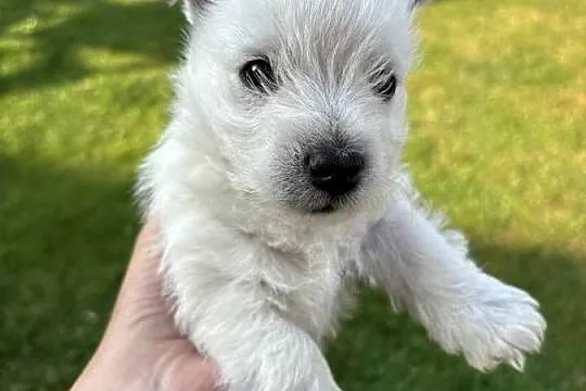 West highland White terrier, Śląskie, Wiesiółka