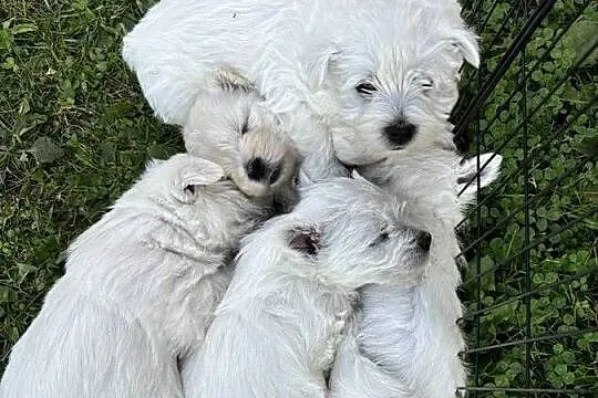 West highland White terrier, Śląskie, Wiesiółka