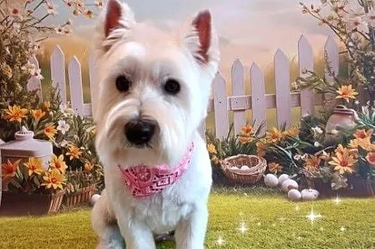 West highland White terrier, Śląskie, Wiesiółka