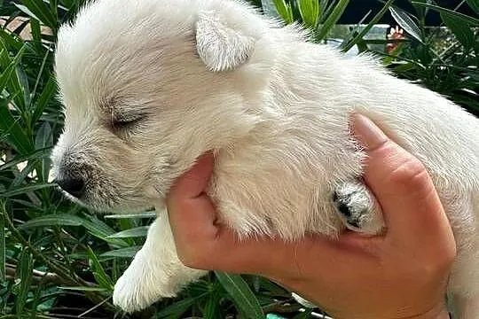 West highland White terrier, Śląskie, Wiesiółka