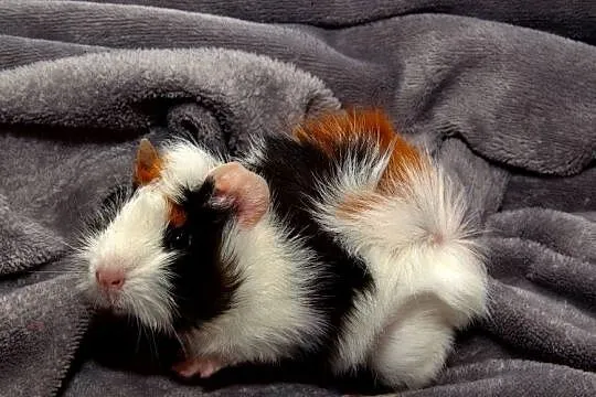 świnka morska cavia domowa SAMICA