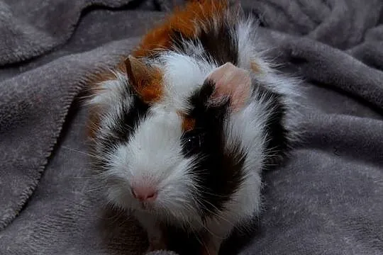 świnka morska cavia domowa SAMICA, Małopolskie, Koszyce Wielkie