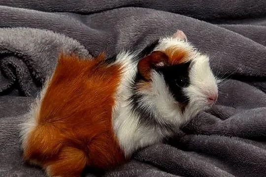 świnka morska cavia domowa SAMICA, Małopolskie, Koszyce Wielkie