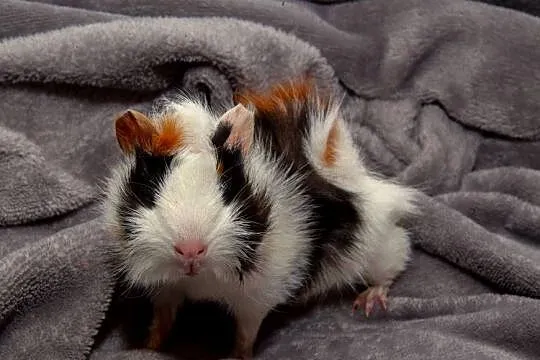 świnka morska cavia domowa SAMICA, Małopolskie, Koszyce Wielkie