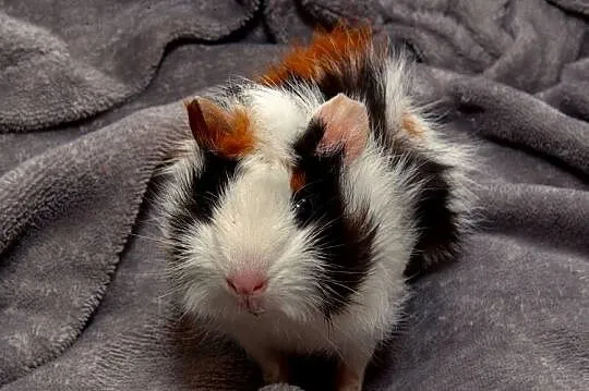 świnka morska cavia domowa SAMICA, Małopolskie, Koszyce Wielkie