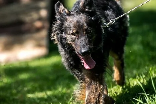 Miłka - urocza młoda sunia - do adopcji,  świętokr