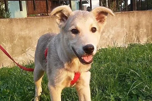 Szarik ma około 4 miesiące i szuka mądrych opiekunów!!!,  mazowieckie Warszawa