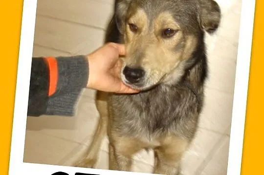 SZARY-młody 6 miesięczny psiak, łagodny,bardzo przyjacielski,nieśmiały_ Adopcja_