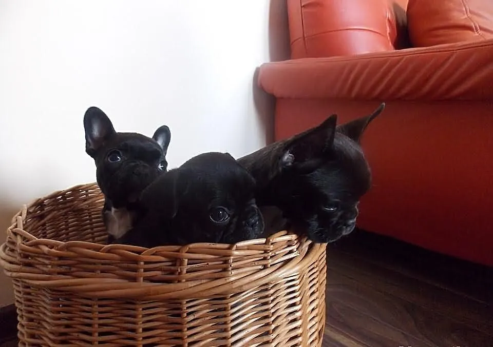 Czarne buldogi francuskie buldożki suczki buldog M