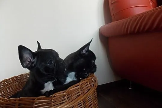Czarne buldogi francuskie buldożki suczki buldog M
