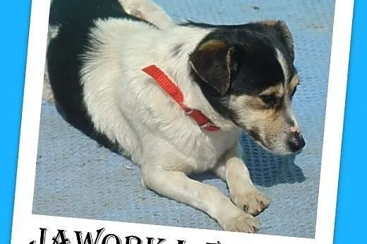 5 kg,mała,przyjazna,wesoła suczka JAWORKA.Adopcja,  małopolskie Kraków