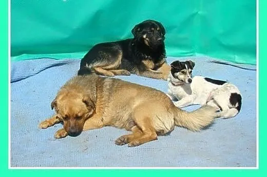 5 kg,mała,przyjazna,wesoła suczka JAWORKA.Adopcja,