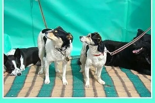 5 kg,mała,przyjazna,wesoła suczka JAWORKA.Adopcja,