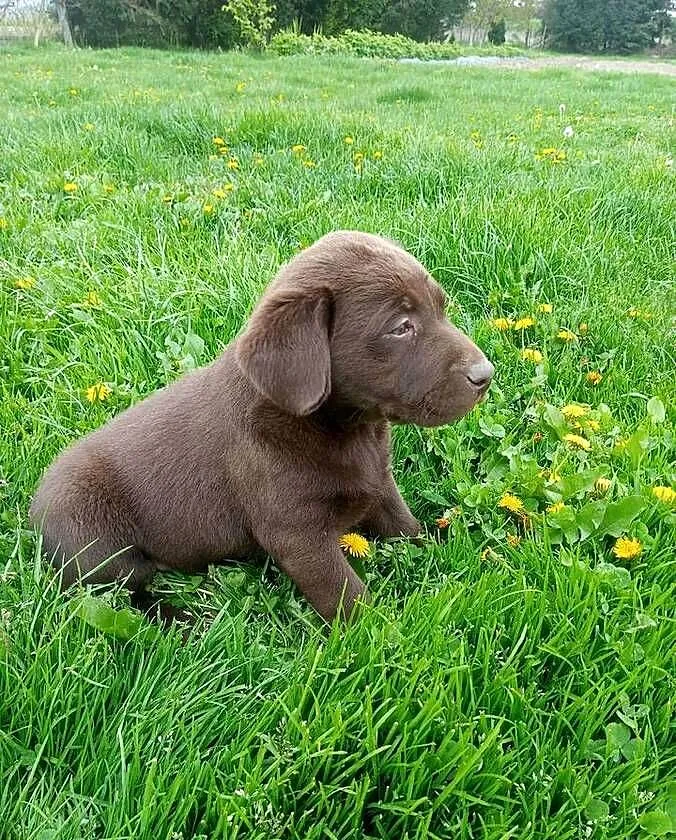 Labradoru czekoladowe suczki i pieski, Małopolskie, Tarnów