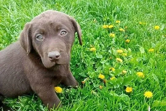 Labradoru czekoladowe suczki i pieski, Małopolskie, Tarnów
