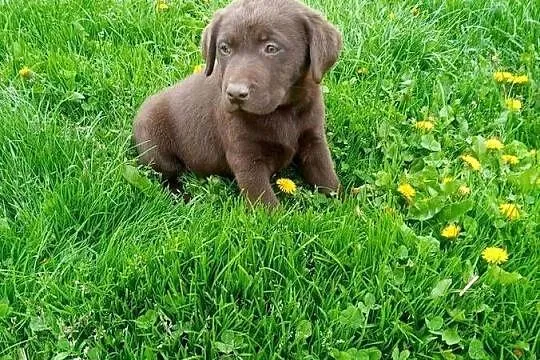 Labradoru czekoladowe suczki i pieski, Małopolskie, Tarnów
