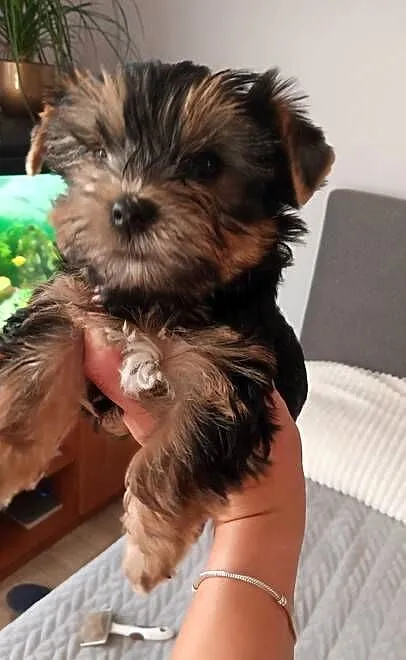 Yorkshire terrier chłopczyk, Opolskie, Kluczbork