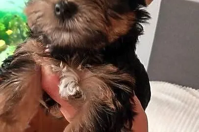Yorkshire terrier chłopczyk, Opolskie, Kluczbork