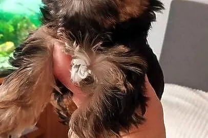 Yorkshire terrier chłopczyk, Opolskie, Kluczbork