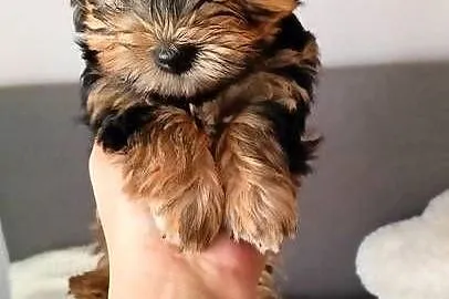 Yorkshire terrier chłopczyk, Opolskie, Kluczbork