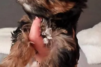 Yorkshire terrier chłopczyk, Opolskie, Kluczbork