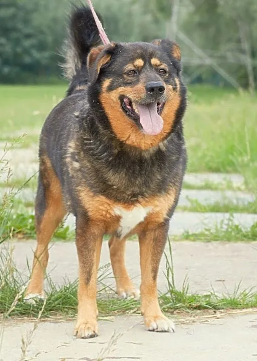 Moris- potomek rottweilera szuka domu !, Śląskie, Sosnowiec