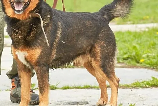 Moris- potomek rottweilera szuka domu !, Śląskie, Sosnowiec