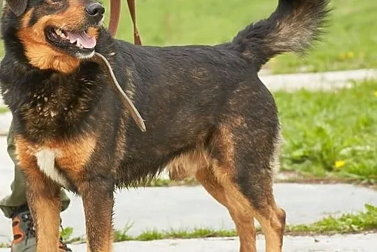 Moris- potomek rottweilera szuka domu !, Śląskie, Sosnowiec